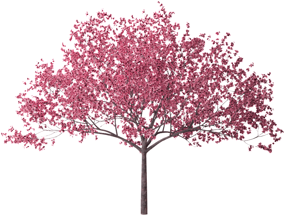 Photo Cherry Blossom Tree 28 Hd Wallpaper Zpsck2lgwr2 - Сакура Пнг (1023x777)