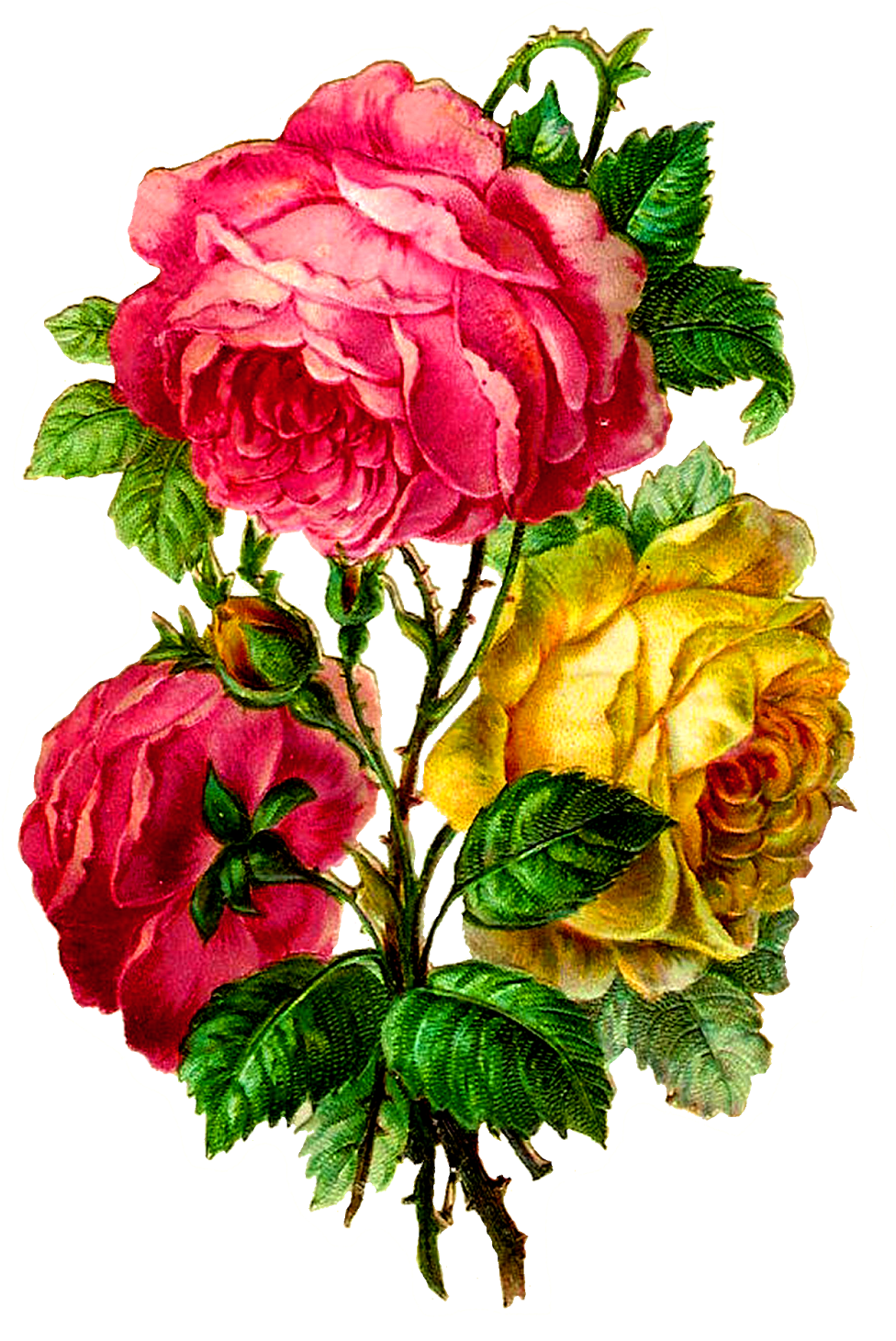 Centifolia Roses Paper Flower Bouquet Cut Flowers - Centifolia Roses Paper Flower Bouquet Cut Flowers (1181x1600)