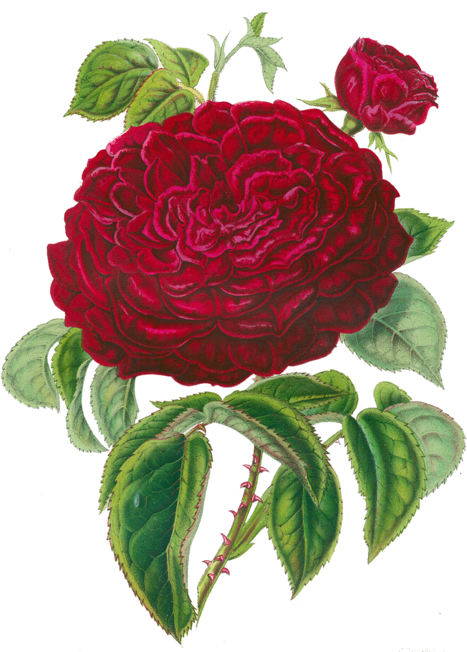 Centifolia Roses Garden Roses Flower Clip Art - Centifolia Roses Garden Roses Flower Clip Art (924x1280)