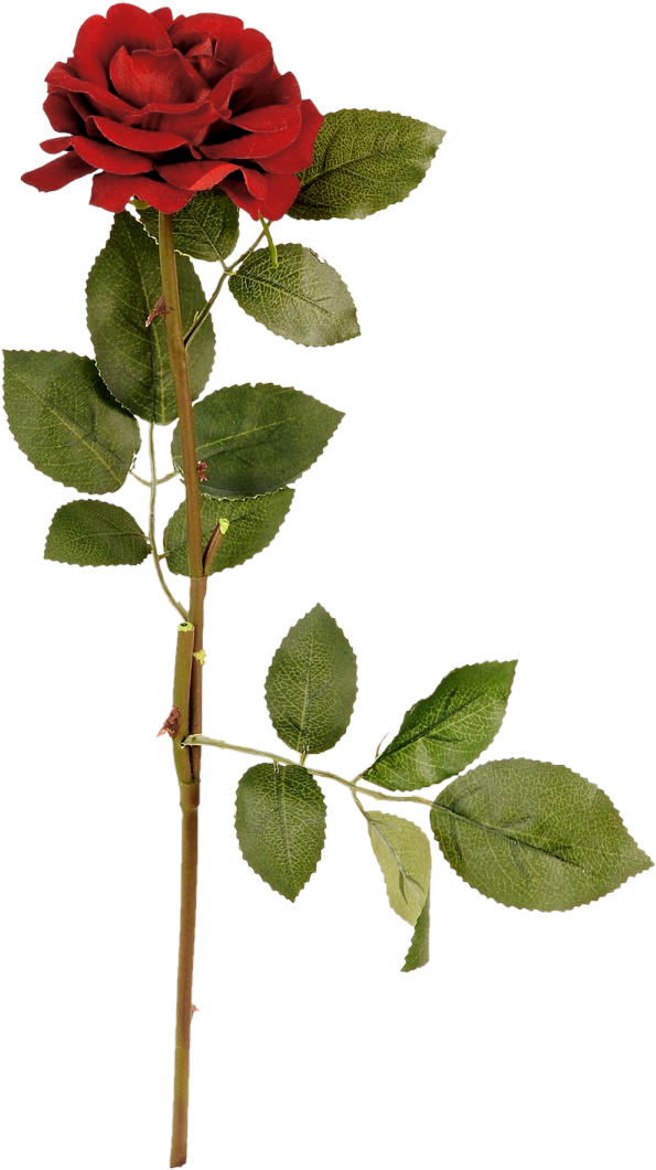 Garden Roses Centifolia Roses Flower Clip Art - Garden Roses Centifolia Roses Flower Clip Art (649x1080)