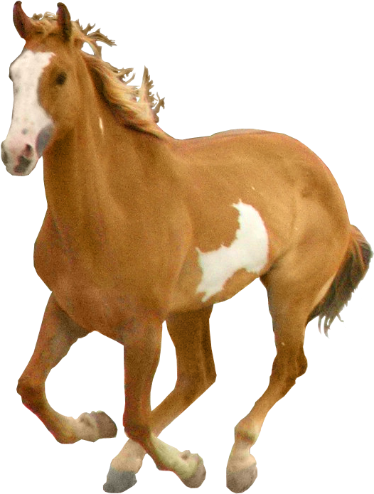 Horse Png (564x722)