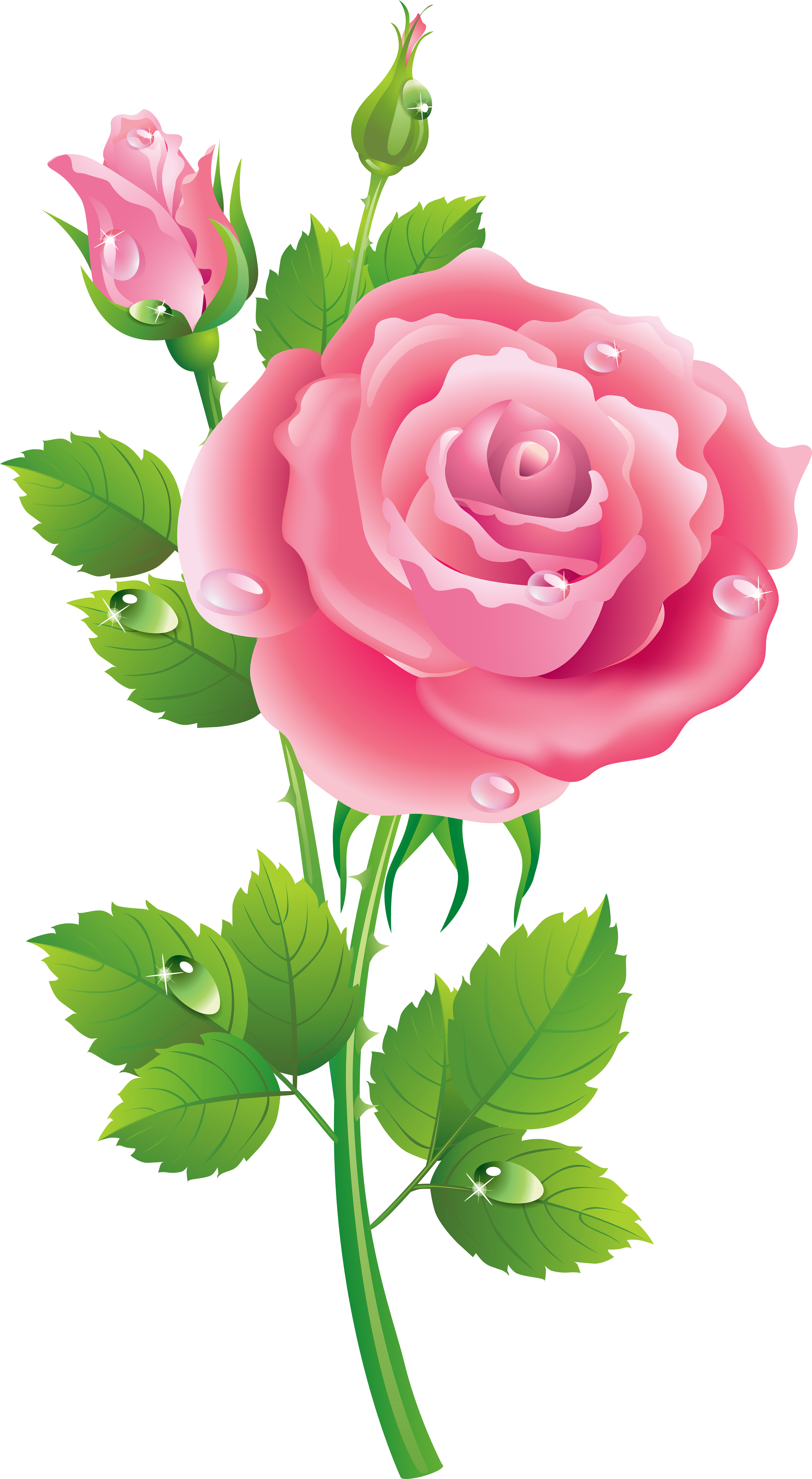 Garden Roses Music Centifolia Roses Clip Art - Garden Roses Music Centifolia Roses Clip Art (4394x8000)