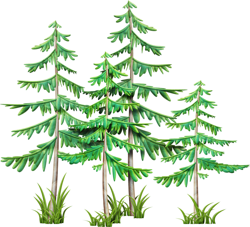 Clip Art, Camping Stuff, Branches, Pine, Mountain, - Christmas Tree (800x728)