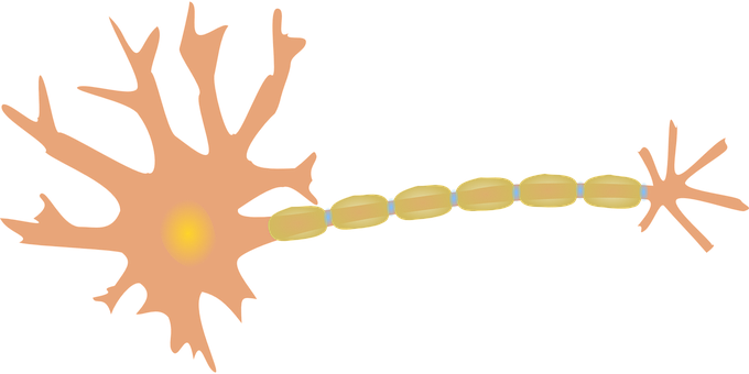 Neuron Nerve Cell Dendrites Axon Diagram N - Neuron Clipart (680x340)