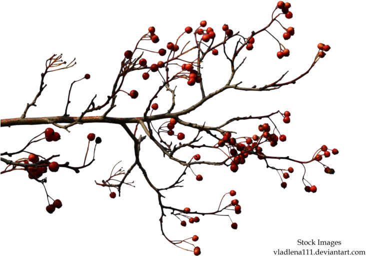 Dead Tree Branch Clip Art - Autumn Tree Branches Png (800x628)