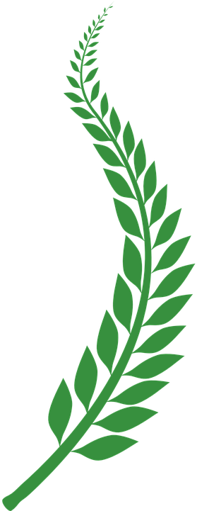 Wheat Vector 2, Buy Clip Art - Vector Graphics (360x720)