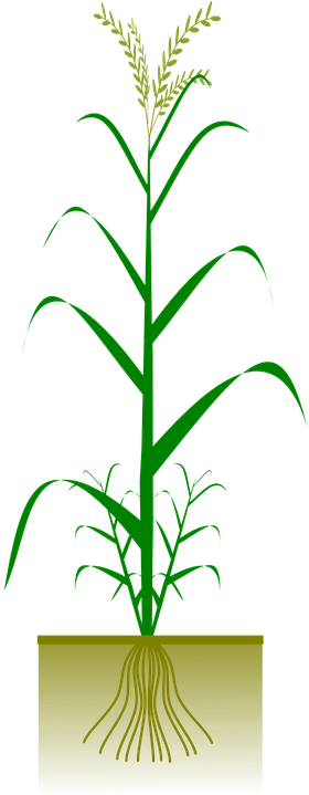 Growing Crops Cliparts 12, Buy Clip Art - Drawing Ng Palay (360x720)
