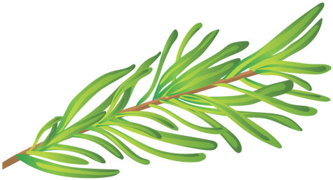 Rosemary Herb Illustration Transparent Png - Hierba Png (512x512)