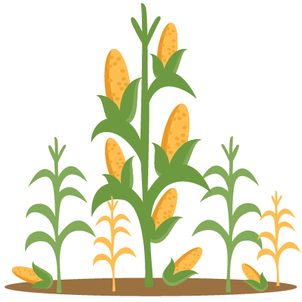 Corn Stalk Clip Art - Clip Art Corn Stalks (728x728)