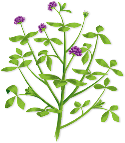 Better Pricing - Alfalfa Plant Clipart (432x556)