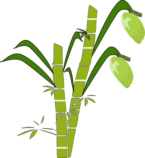 Sugarcane Clipart (552x600)