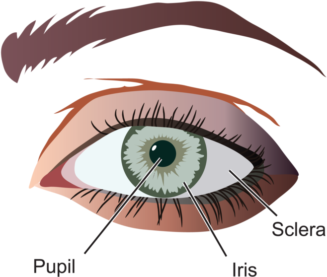 2 You Can See Some Eye Parts By Just Looking Into The - 2 You Can See Some Eye Parts By Just Looking Into The (800x641)