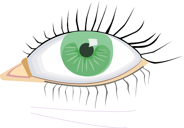 Eyes, Eye, Green, Open, Lens, Cartoon, Lashes, Lenses - Eye Clip Art (640x447)