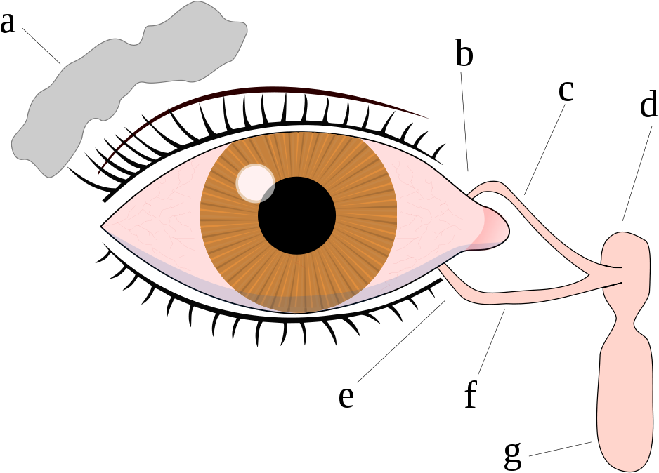Eye - Frontal View - Normal Flora Of Eye (1000x750)