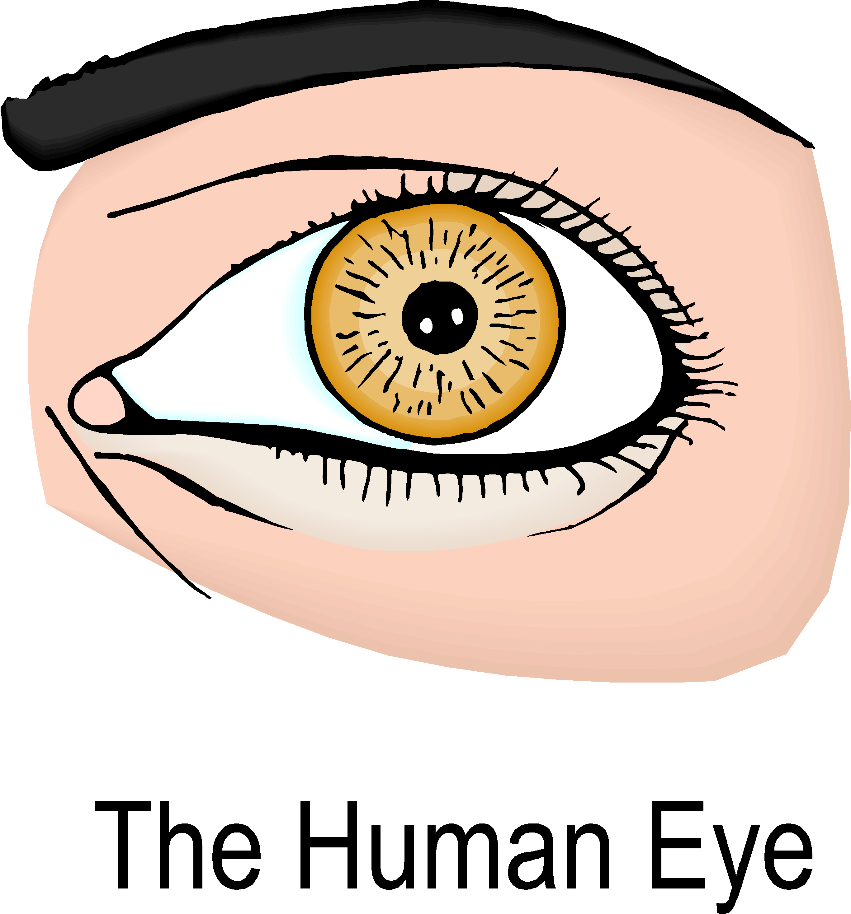 Blood Clot In Eye (3225x3090)