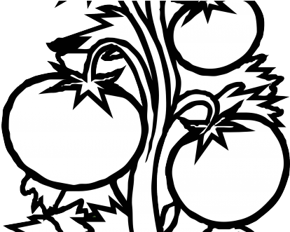 House Plant Clipart Black And White Clipart Panda Free - Black And White Tomato Plant (440x330)