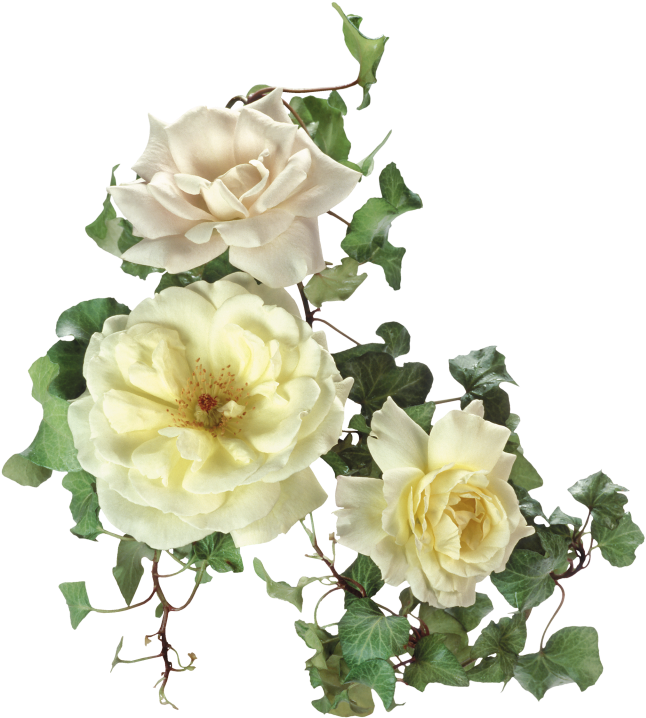 Garden Roses Flower Clip Art - Garden Roses Flower Clip Art (752x800)