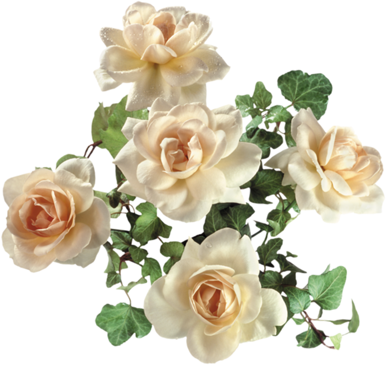 Garden Roses Flower - Garden Roses Flower (800x761)