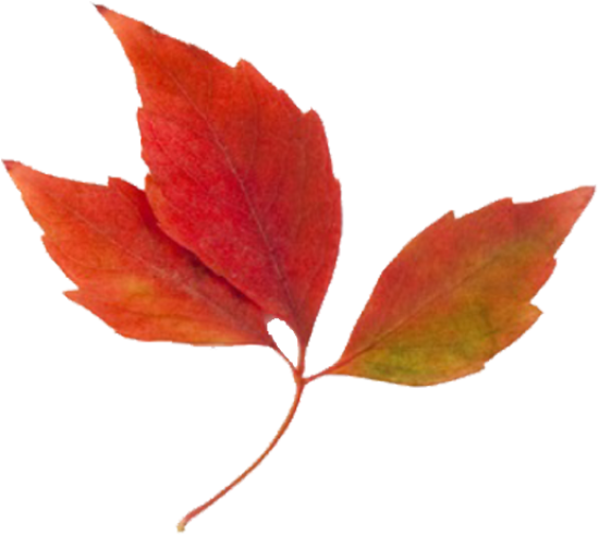 Fall Clip Art And Images Autumn Leaves Basket Pictures - Fall Leaves Clip Art (640x640)