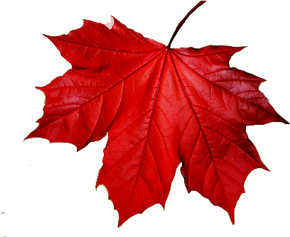 Fall Leaves Transparent Gif 3 Gif Images Download,falling - Cap With A Maple Leaf Symbol, Adult Unisex, White And (500x333)