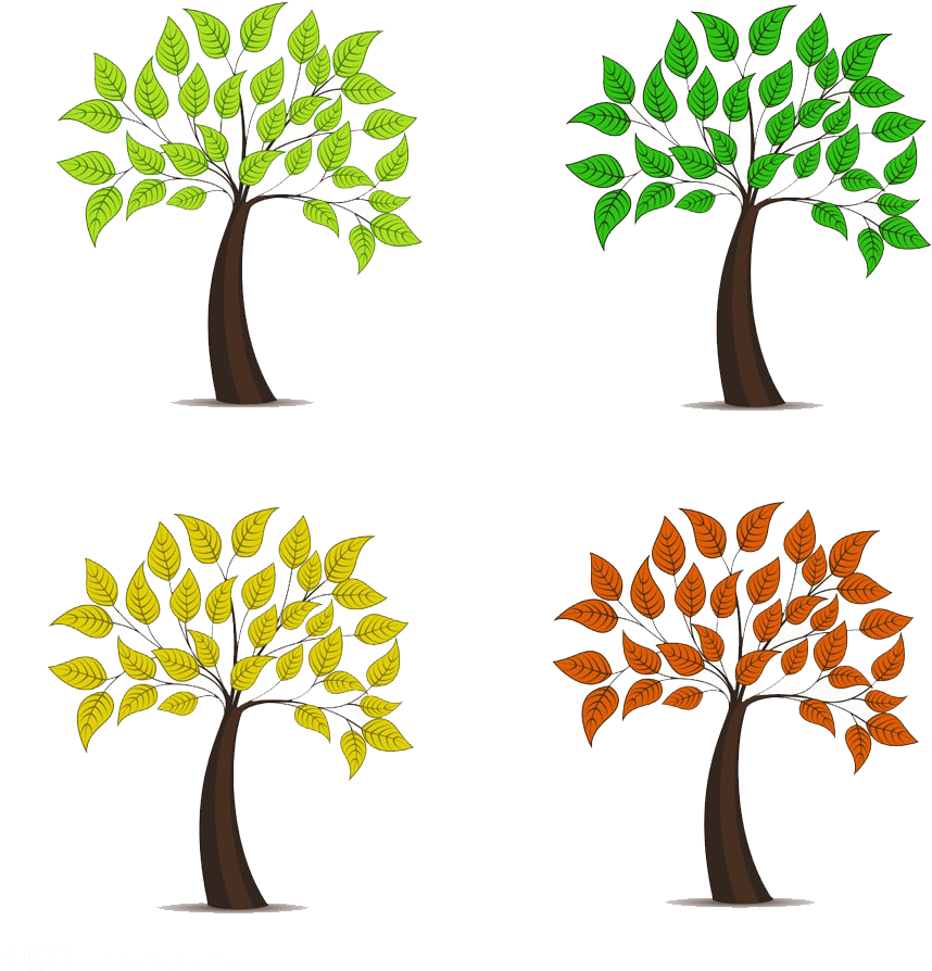 Tree Photography Illustration - Verano Invierno Png (922x1024)