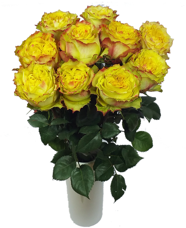 Passionfruit Roses - Garden Roses (500x500)