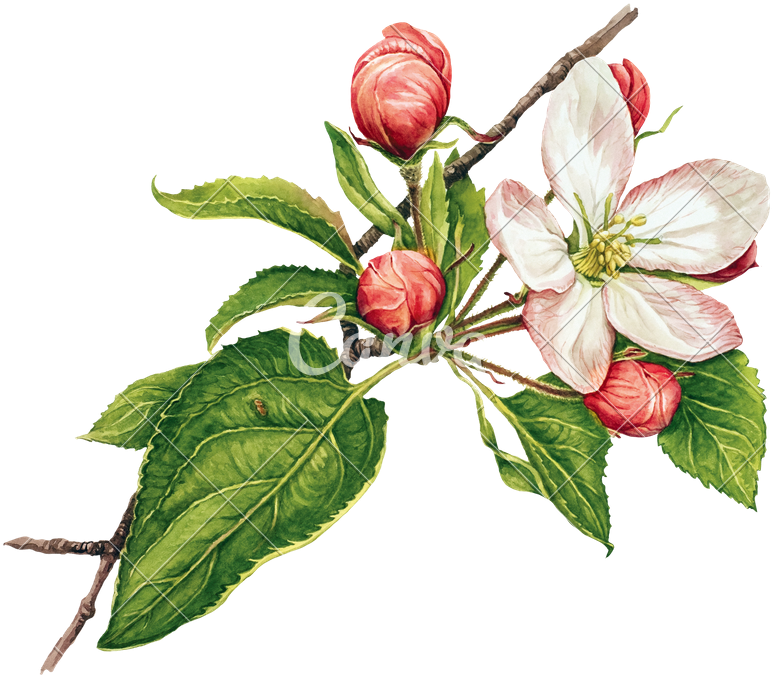 Watercolor With Apple Tree In Blossom - Apple Tree Blossoms Clip Art (800x684)