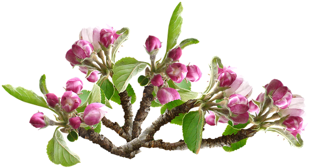 Apple Blossom, Flower, Tree, Orchard - Flower Tree (631x340)
