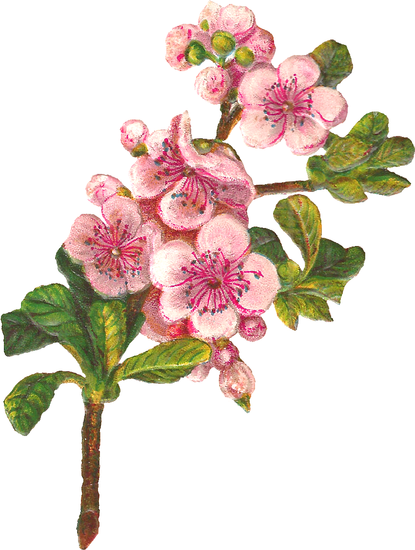 Flower Blossom Apple Image - Apple Blossom Clip Art (980x1235)