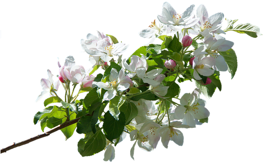 Apple Tree Branches Png Transparent (532x340)