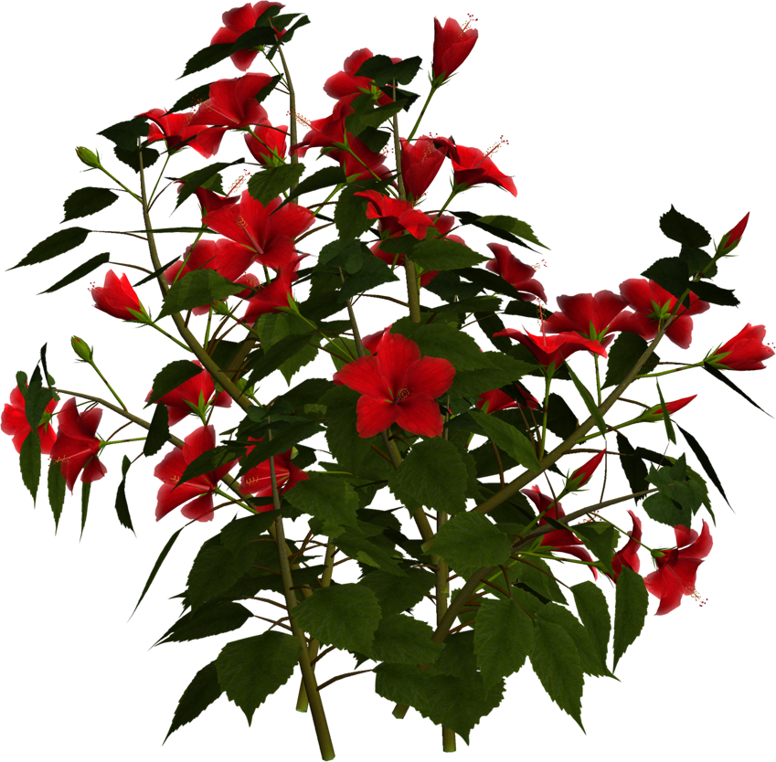 Photo Greeting Card8f - Hibiscus Plant Png (849x834)