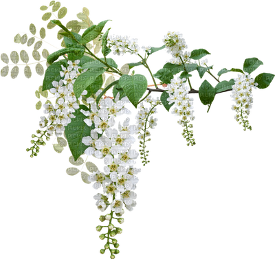 A Branch Of Apple Tree - Healing Hepatitis & Liver Disease Naturally By (400x377)