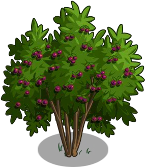 Passion Fruit Tree 100-icon - Christmas Tree (300x400)