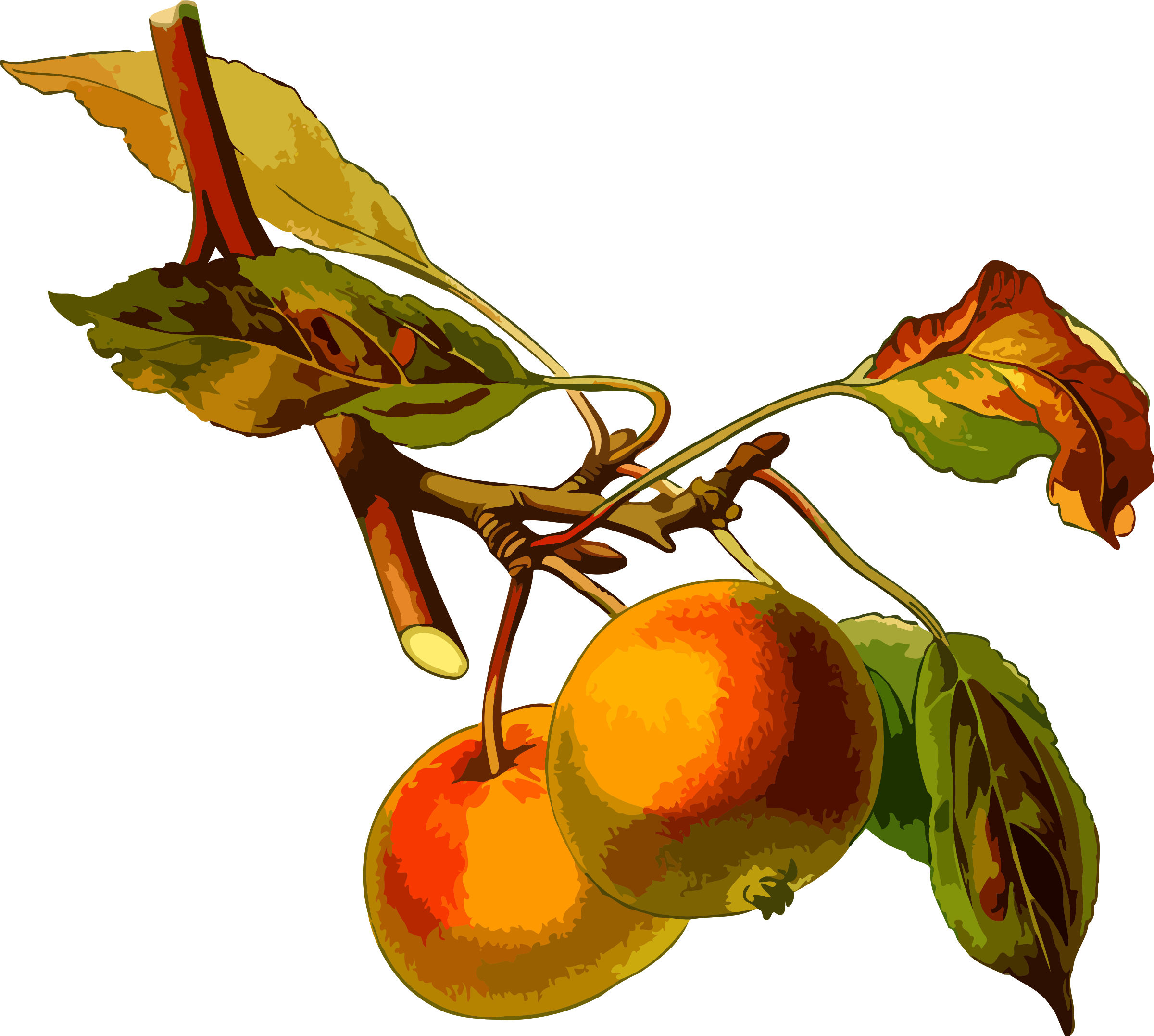 Big Image - Malus Domestica Draw (2400x2154)