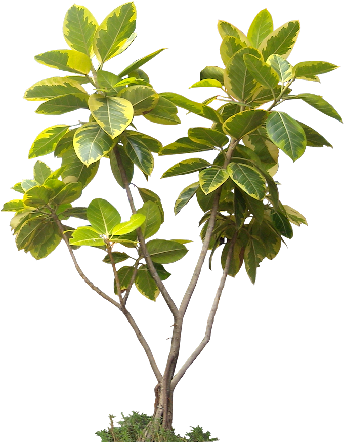 Potted Plant Trees Png Image And Clipart For Free Download - High Resolution Tree Png (684x886)