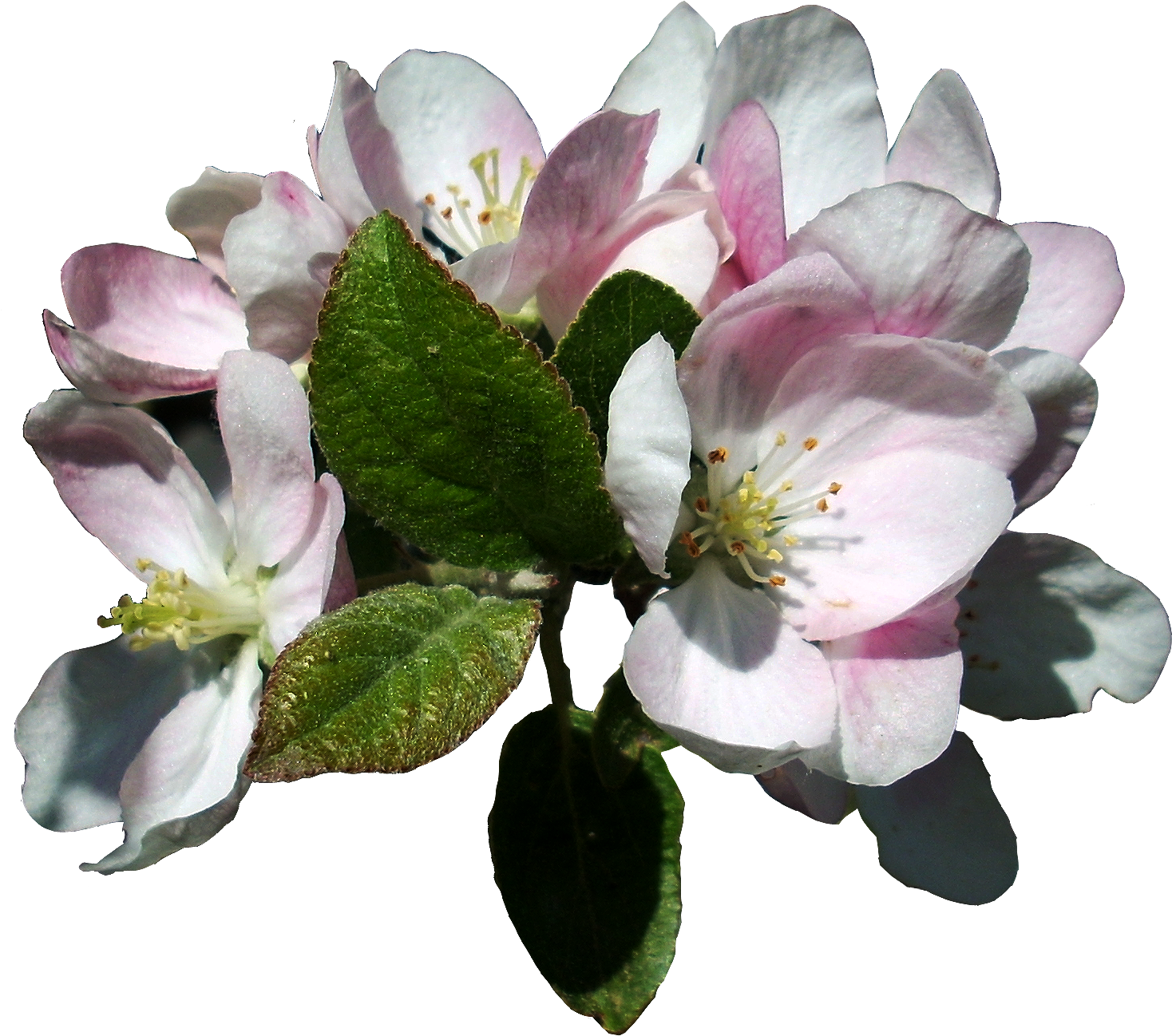 Apple Blossoms 3 Stock, Isolated Png By Vashadaiisha - Apple Blossom Flower Transparent (1715x1715)