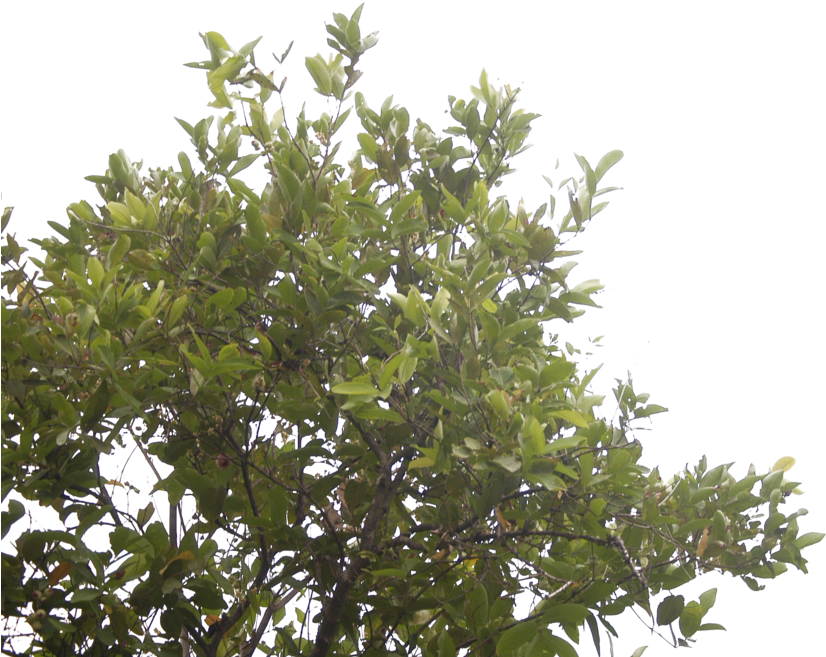 The Rose Apple Tree By Blur Stock - Rose Apple Tree Png (1024x680)