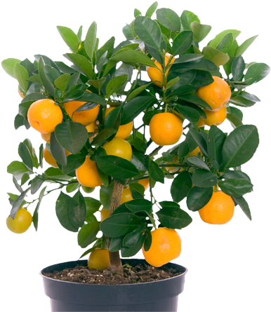 The Fleshy Part Can Be Removed From The Skin And Eaten - Fruit Bearing Trees 10 Example (440x454)