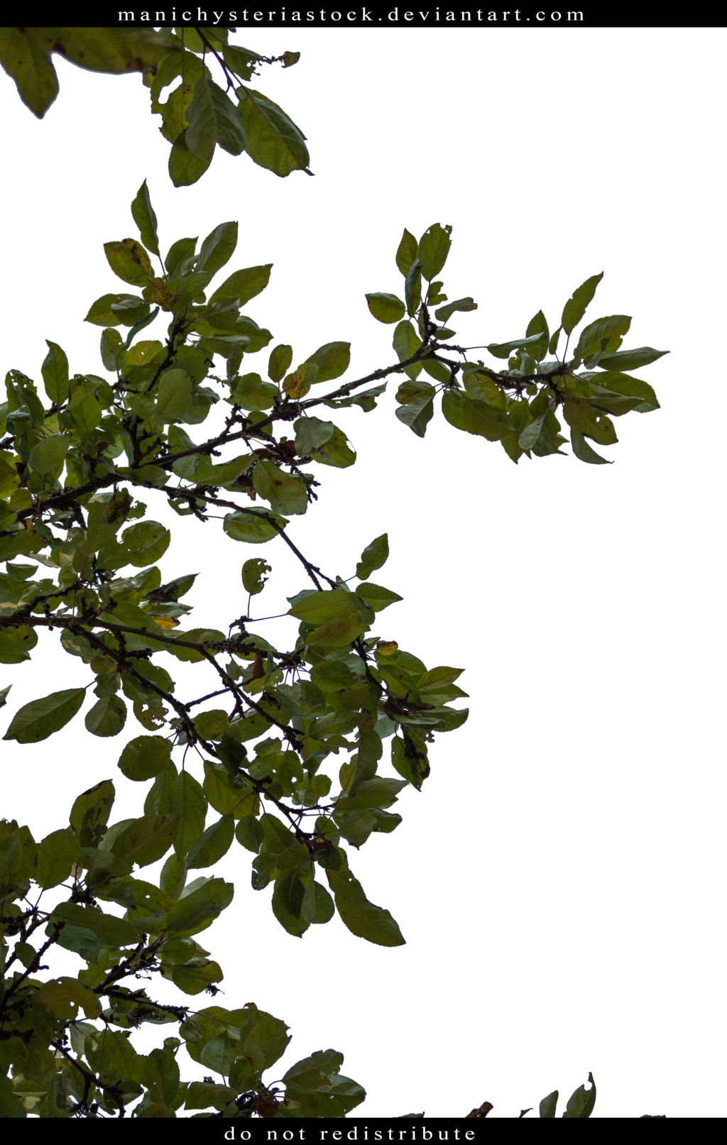 Manichysteriastock Apple Tree Foliage Cut Out By Manichysteriastock - January 29 (1024x1613)