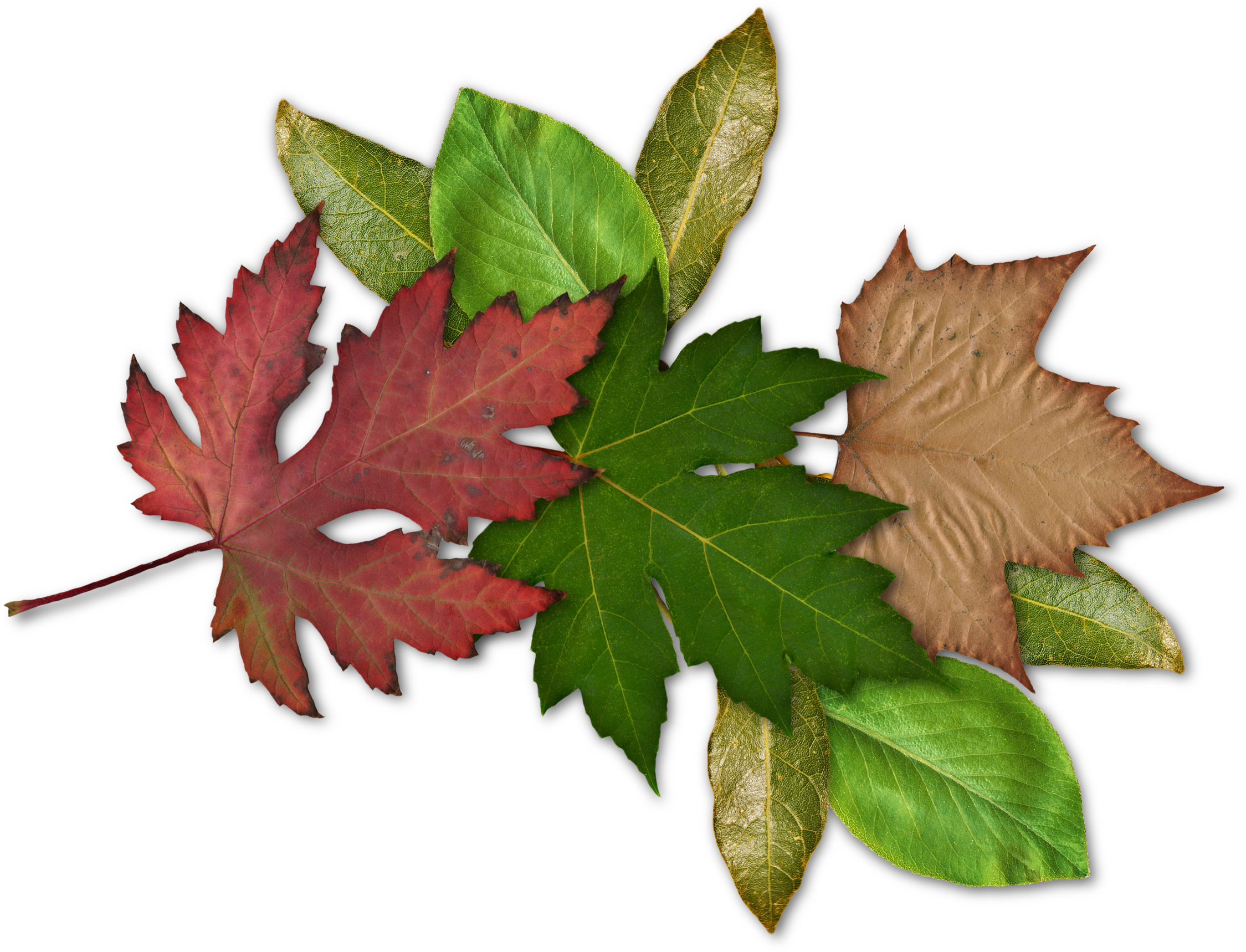 Click Image For Full Size, Then Right Click And Save - Maple Leaf (2249x1718)