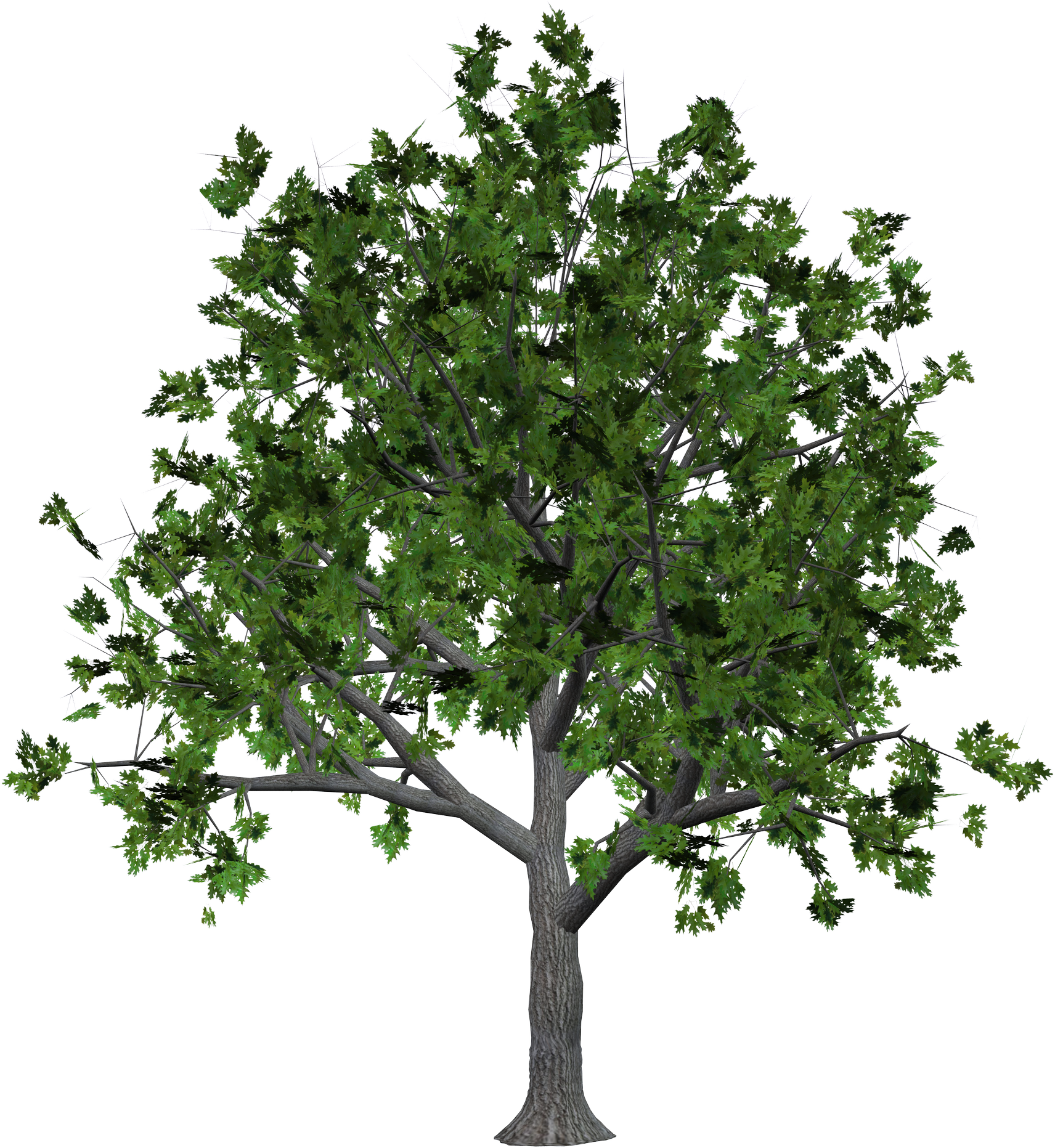 Tree Png Image - Wood Tree Png (1712x1863)