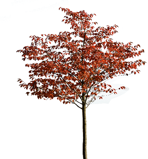 13 Oct 2014 - Plane-tree Family (512x512)