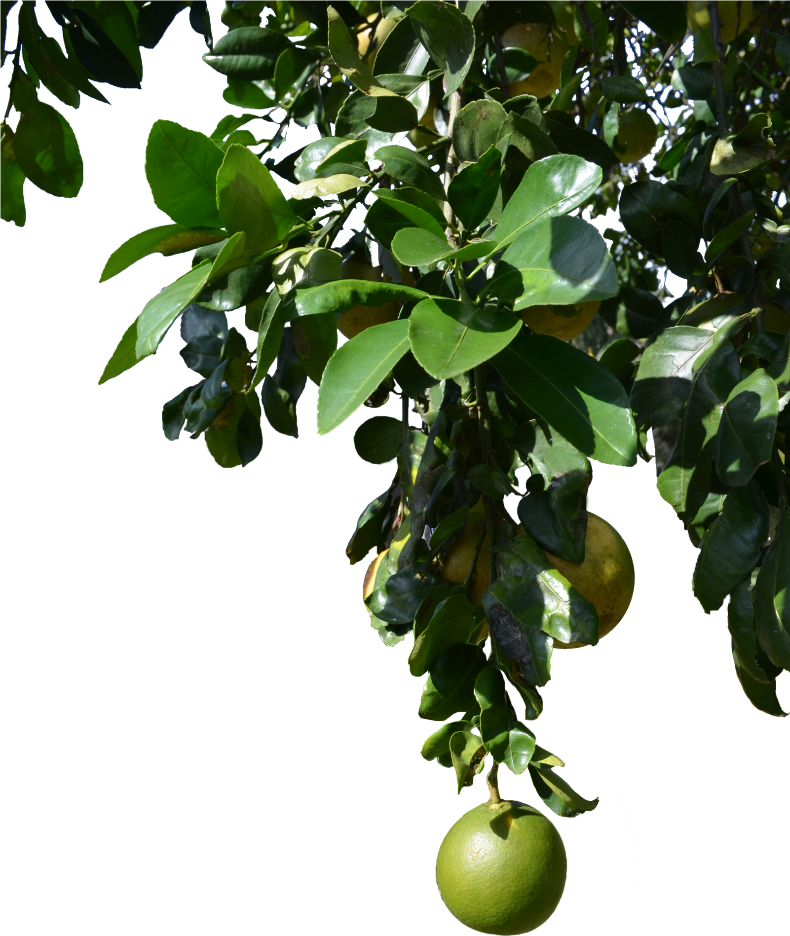 Explore Clearcutstock On Deviantart For Png Tropical - Tree With Fruits Png (1600x2416)