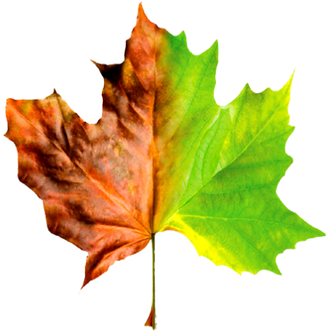 Dynamic Brain Changer - Brain Changer By David Disalvo (512x512)