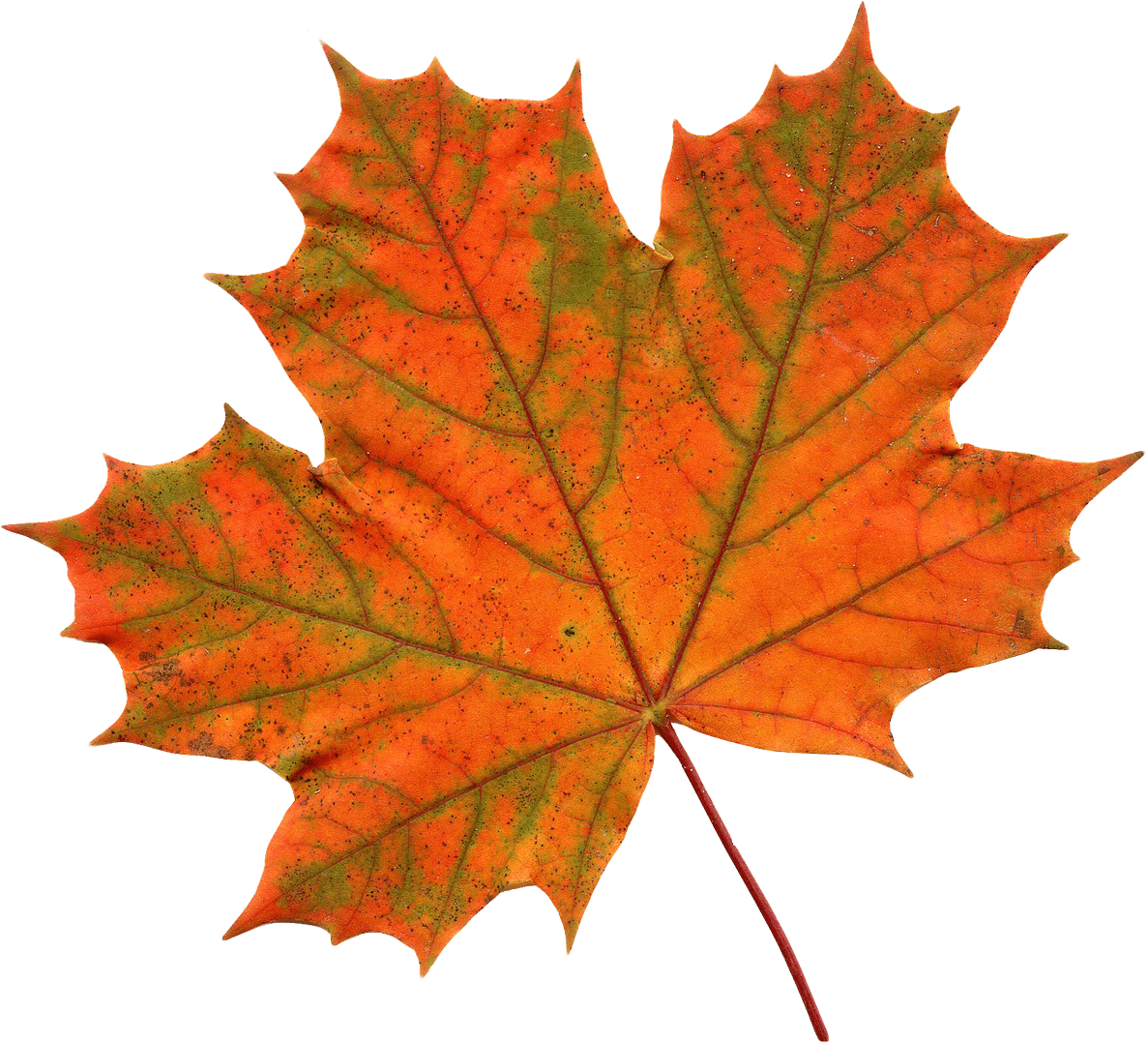 Old Maple Leaf Png Transparent Images Png Images - Maple Leaf Transparent Background (1300x1131)