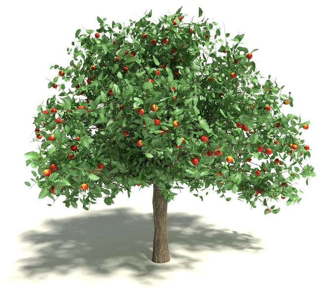 Apple Tree - Lies Women Believe (693x693)