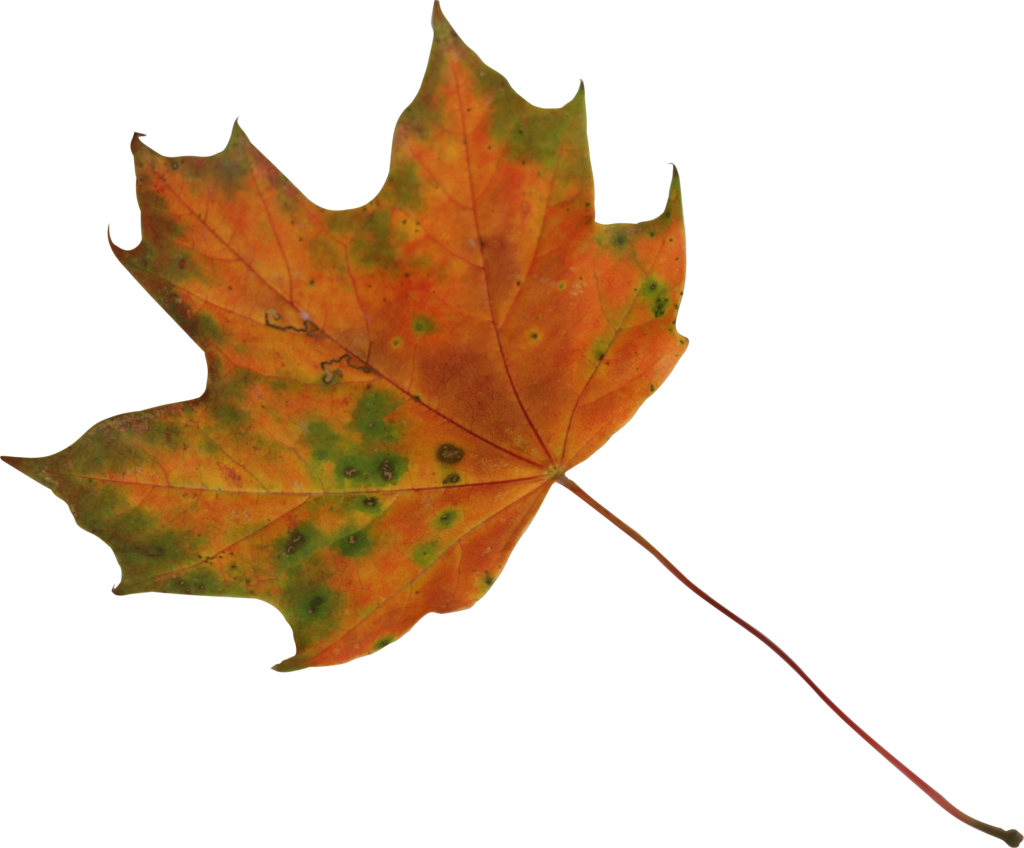 Maple Leaf 2 Orange And Green Precut Png By Nexu4 - Green And Orange Leaf (1024x848)