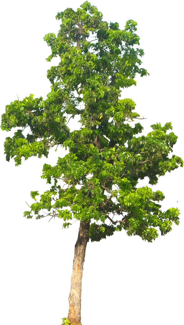 20 Free Tree Png Images - Apple Tree Png (597x1047)
