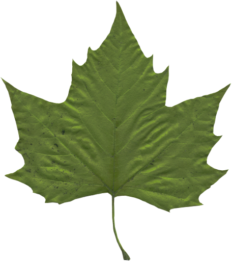 Leaf3 - Plant, Green (456x512)