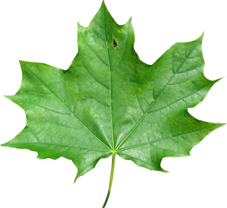 And Finally Also About How To Change The Image Pixel - Green Maple Leaf Transparent Background (758x695)